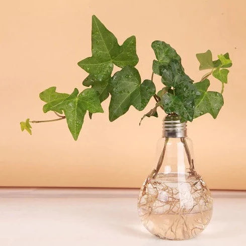 Glühbirne Transparente Hydrokultur-Blumenvase aus Glas
